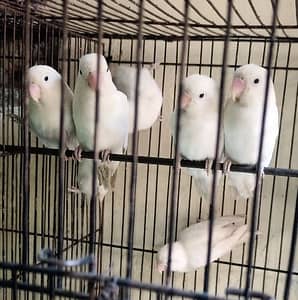 Albino Black Eyes Pair