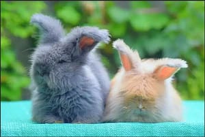 English Angora Bunnies
